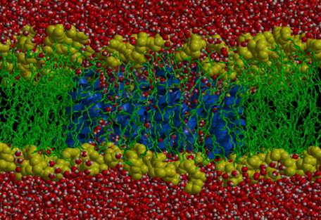 Wie Wasser durch MIP fliesst: Rechnergestützte Molekular Dynamische Simulation: Lipiddoppelschicht