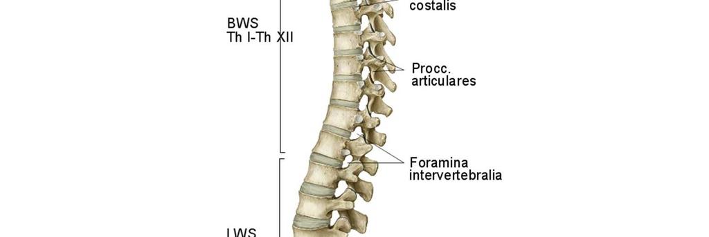 coccygis Allgemeiner Aufbau Corpus vertebrae Tragfunktion Von Cranial nach caudal dicker werdend Arcus