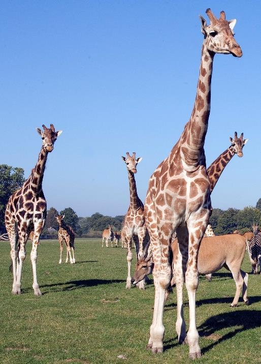 Knuthenborg Safaripark ist mit mehr als 1.000 wilden Tieren der größte Safaripark Nordeuropas.