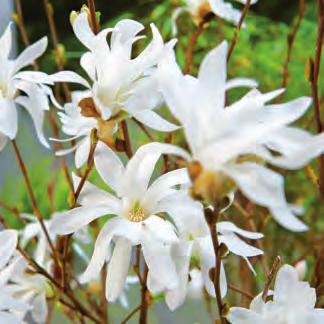 März weiße, sternförmige Blüten 6 Ltr.
