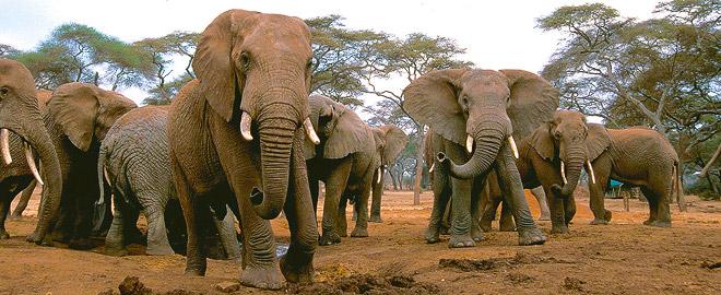 REISEVERLAUF 11 Tage mit Arusha-Nationalpark, Tarangire-Nationalpark, Serengeti, Grumeti-Fluss, Ngorongoro-Krater und Lake-Manyara-Nationalpark Elf Tage Abenteuer.