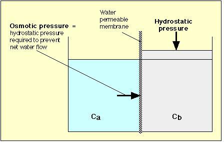 Blutplasma anorganische Bestandteile Kationen Natrium Kalium Kalzium Magnesium mmol/kg Plasma g/l 152 3,27 4 0,16 3 0,10 1,6 0,03 Anionen Chlorid Bikarbonat mmol/kg Plasma 110 29 g/l 3,65 1,65