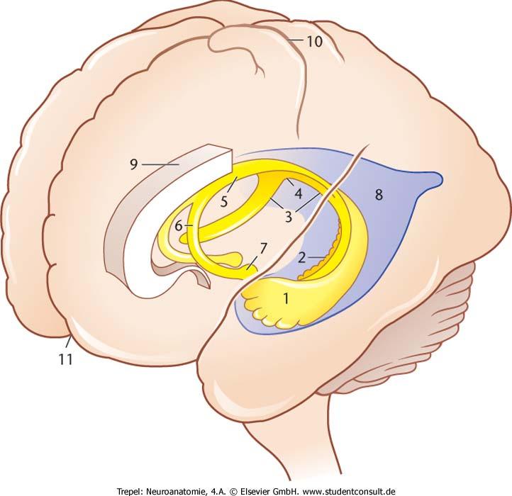 Hippocampus, Lage 1 Hippoca. 2 G.