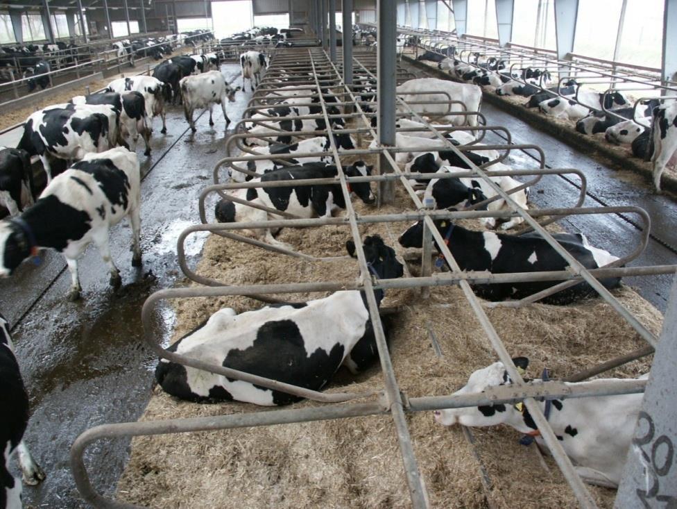 Testherden der RinderAllianz zusätzliche Erfassung funktionaler Merkmale seit 2005 30 Betriebe = 15 %