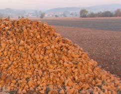 Anforderungen an Zuckerrüben für die Biogasgewinnung Vergärungseigenschaften Ertrag N-Düngung Ernte Lagerung/Aufbereitung Sortenwahl Zuckerverlust während der Lagerung bei unterschiedlicher