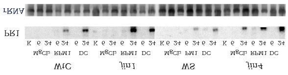 11). In beiden Mutanten ist die Transkriptmenge nach DC3000-Infiltration (mit und ohne avrrpm1) im Vergleich mit den Wildtypen erhöht. Abbildung 3.1.11: Akkumulation von PR1-mRNA nach Infiltration