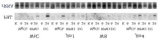 13: Akkumulation von PR1-mRNA in Blättern der Mutante cpr5 nach Infiltration von Pst DC3000 mit und ohne avrrpm1, Psm M2 und CR299, infiltrierte Bakteriendichte: 10 8 cfu/ml; geladen wurden 8µg
