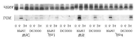 3. Ergebnisse Akkumulation von LOX1-mRNA (Lipoxigenase 1) Das Abwehrgen AtLox1 kodiert eine Lipoxigenase und kann durch Methyljasmonat, Absiscinsäure und Pathogene induziert werden (Melan et al.