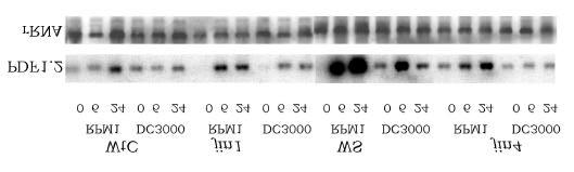 3. Ergebnisse DC3000 deutlich weniger PDF1.2-mRNA akkumuliert als im entsprechenden Wildtyp WS. Somit korreliert die Expression von PDF1.