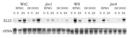 3. Ergebnisse sowohl nach Behandlung mit dem avirulenten als auch dem virulenten Pseudomonas-Stamm. In jin4 hingegen akkumulieren 24 Stunden nach Pst DC3000- Infiltration mehr Transkripte.