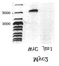 3. Ergebnisse Abbildung 3.3.3: Versuche zur Amplifizierung von AtMyc2 in WtC und jin1 mittels Standard-PCR.
