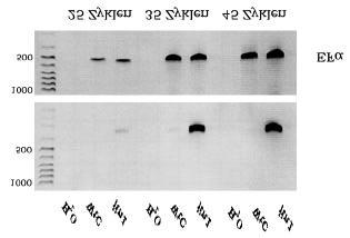 3. Ergebnisse Sequenzvergleiche mit Hilfe des BLAST-Algorithmus zeigen, dass in jin1 der letzte Teil der AtMyc2-Sequenz durch eine Sequenz aus einem anderen Bereich des Genoms ersetzt ist.