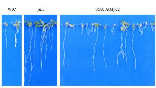 3. Ergebnisse Samen der T2-Generation wurden auf MS-Medium mit 10µM MeJA ausgelegt und hinsichtlich der Wurzellänge untersucht. Wie Abb.3.3.9 deutlich macht, wird der Mutantenphänotyp durch AtMyc2 komplementiert.