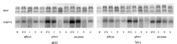 3. Ergebnisse Abbildung 3.3.16: Expression von AtMYC2 in WtC und jin1 nach Infiltration von Pseudomonas syringae pv.
