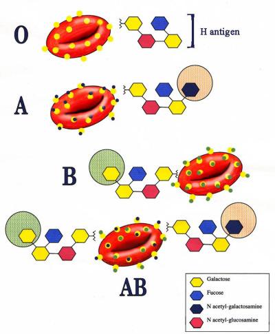 Was sind Blutgruppen? Blutgruppen sind Oberflächeneigenschaften der roten Blutkörperchen (Erythrozyten) Folie 9, Dr.R.Savoca / Dr.G.