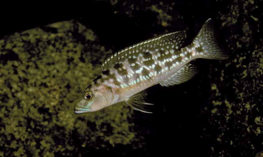 Weitere Ziele der Expedition bestanden darin, mehr über das kooperative Brutsystem von Julidochromis ornatus in Erfahrung zu bringen.