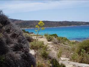 7. Tag: Einsame Küste und wilde Strände im Désert des Agriates Magisch klingt der Name, eine Wüste auf Korsika?