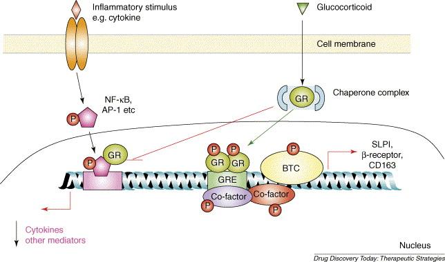 Glukokortikoide und Genregulation Mechanismus der entzündungshemmenden Wirkung: -Aktivierung der Transkription von Lipocortin-1, das durch verminderte Freisetzung von Arachidonsäure ebenfalls die