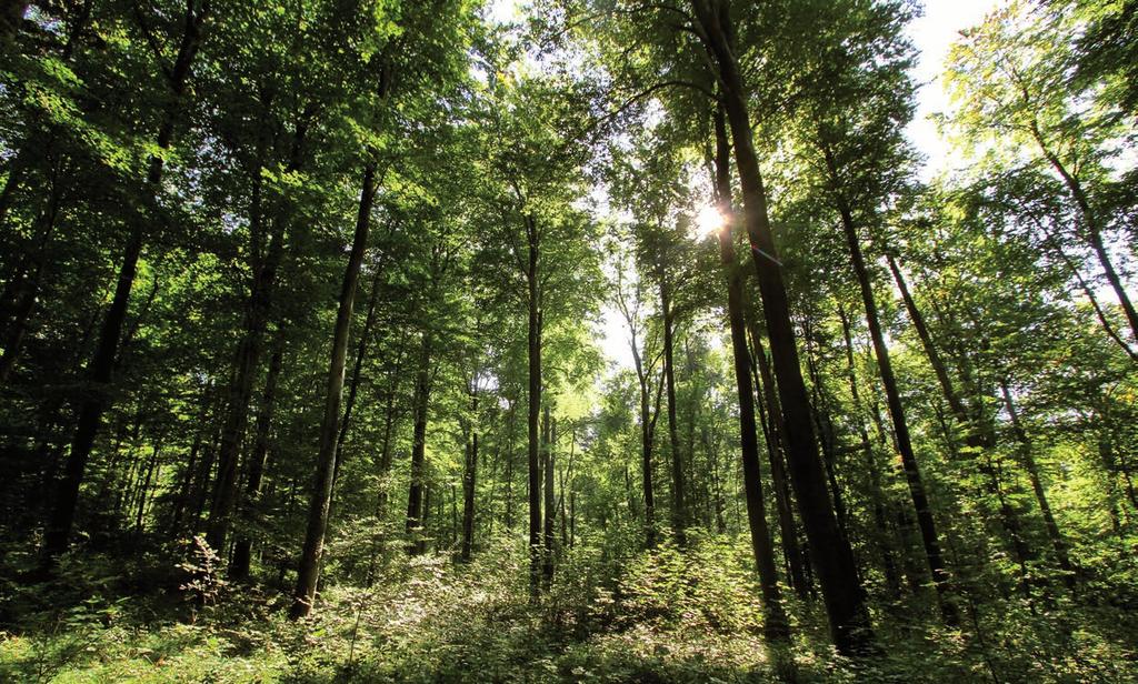 PFLEGE UND BEWIRTSCHAFTUNG DES WALDES IN EINER HAND Bei der Stadt Karlsruhe ist das Forstamt Ihr kompetenter Ansprechpartner für alle Fragen rund um den Wald.