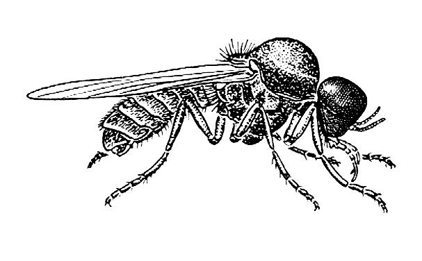Stelzmücken (Limoniidae) Kriebelmücken (Simuliidae) Stelzmücken-Imagines sind unscheinbar gefärbte, dämmerungsaktive Fluginsekten mit sehr langen Beinen.