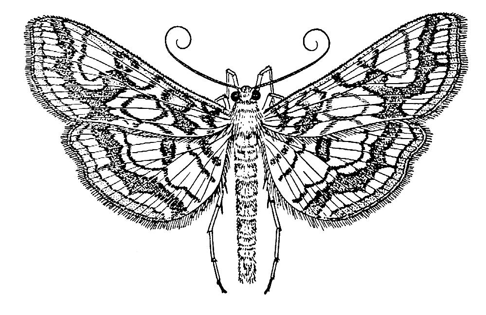 5.1.6 Schmetterlinge (Lepidoptera) Die Schmetterlinge sind mit den Köcherfliegen verwandt. Ihr wissenschaftlicher Name bezieht sich auf die schuppenbesetzten Flügel der Imagines. Weltweit gibt es rd.
