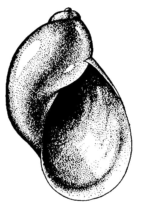 beschriebenen Basommatophora zur Unterklasse der Lungenschnecken (Pulmonata).