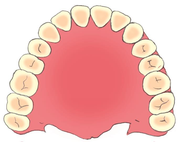 1. Anatomie der Mundhöhle Das