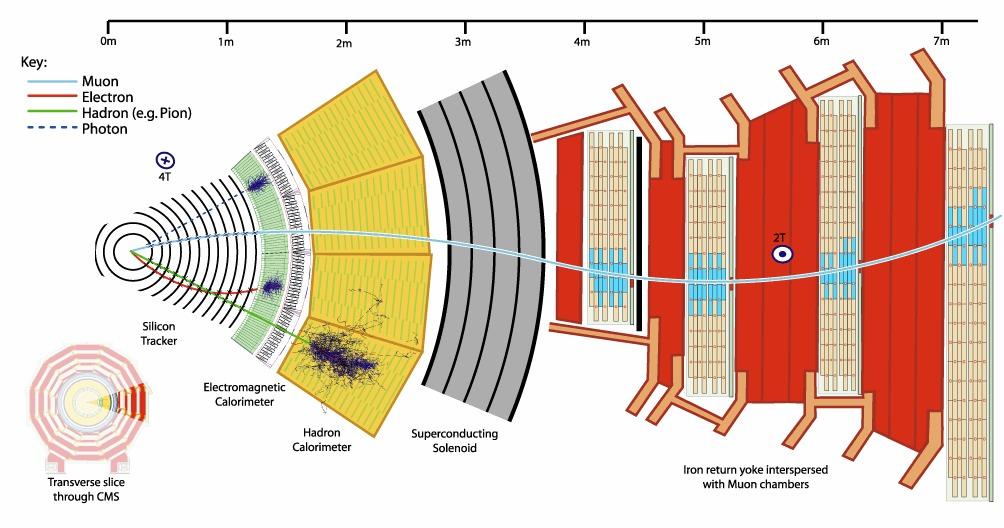 Collider-Detektoren: Querschnitt [CMS] Die hohen Energien erfordern große