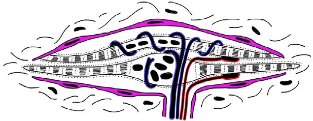 Muskelinnervation Efferente Innervation Motoneuron: Zellkörper im ZNS, Faser Spinalnerv oder Hirnnerv α-motoneuron extrafusale Fasern γ-motoneuron intrafusale Fasern Afferente Innervation