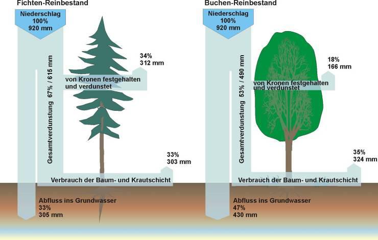 Wasserhaushaltsbilanz von Buche und Fichte im Baumholzstadium auf grundwasserfernem Sand Kriterium V