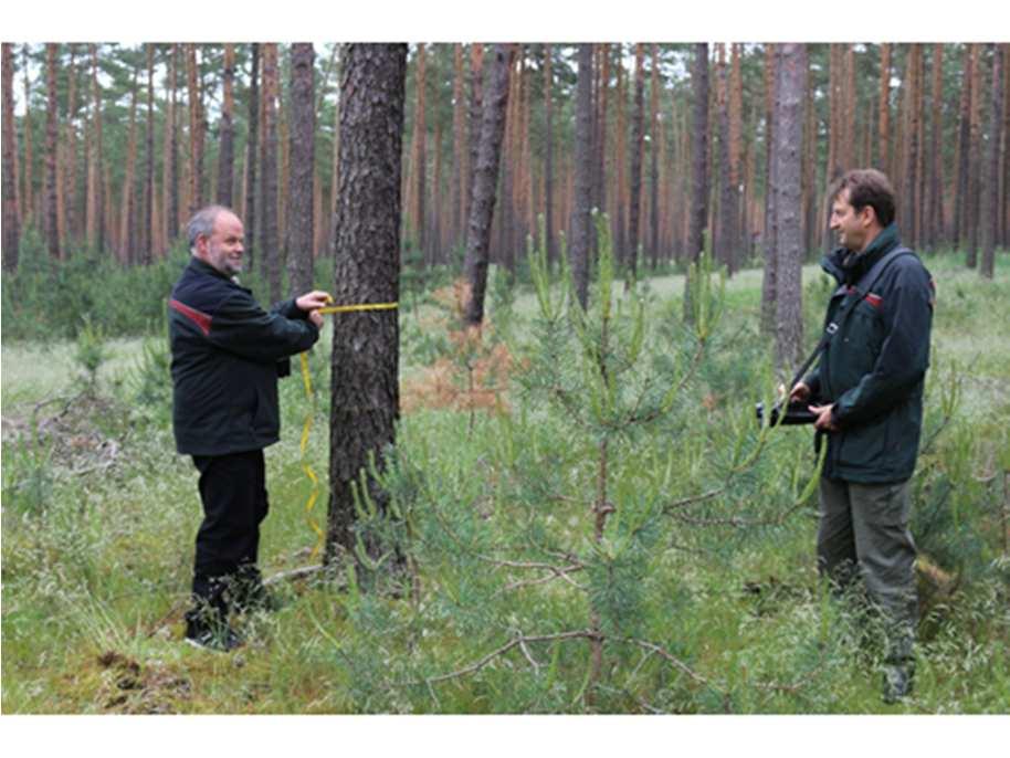 Brandenburger Waldinventur (LWI) - wichtige Ergänzung zur Bundeswaldinventur (BWI) Die BWI liefert nur für Deutschland hinreichend genaue Daten. Auf Landesebene sind Aussagen nur bedingt möglich.
