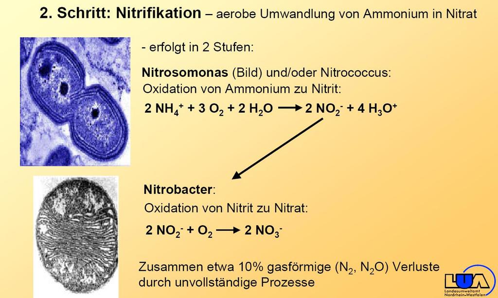 Nitrifikation und deren Beeinflussung ohne NI ca.
