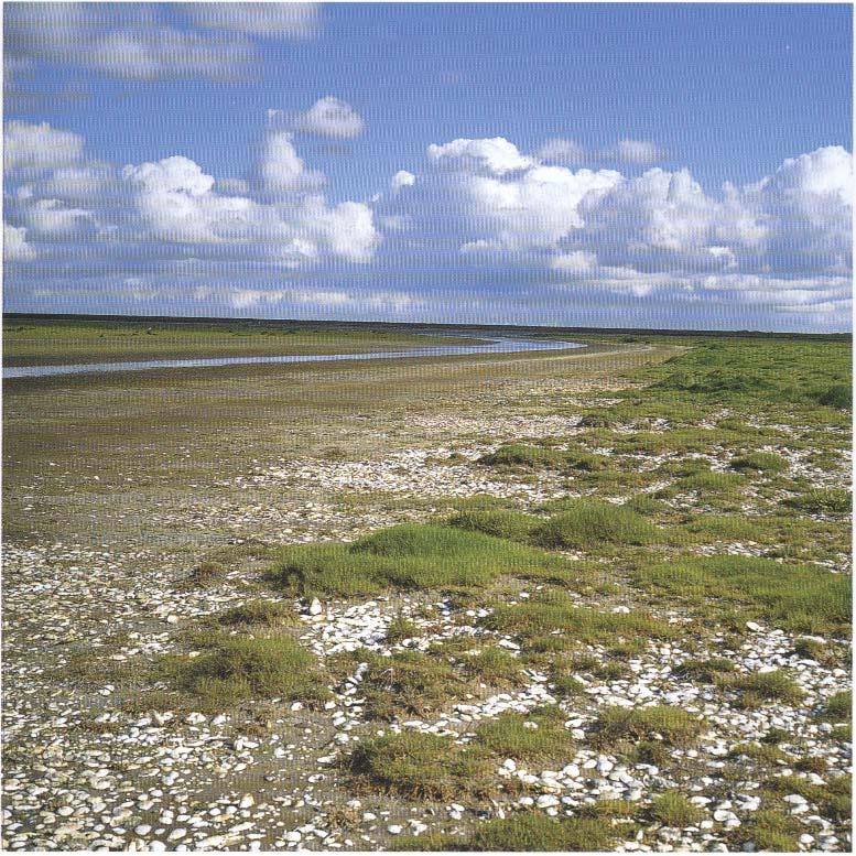 Corax 18, Sonderheft 2 (2001) Die ehemaligen Sandwatten im Süden des Beltringharder Kooges wurden nach der Eindeichung 1987 rasch mit Halophyten besiedelt.