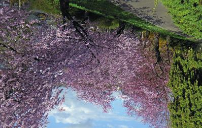 Mit seinen blühenden japanischen Zierkirschen wirft sich der Baumgarten des Pomeranzengartens im Frühling in große Robe. 2018 Stadtarchiv Leonberg Text: Dr.