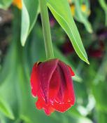 Tulpe Tulipa gesneriana Die Tulpe, ursprünglich aus Vorderasien stammend, hat in Europa eine bewegte Vergangenheit hinter sich. Im frühen 17. Jahrhundert galt sie als Statussymbol.