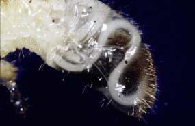 4 Fadenwürmer BEDEUTUNG UND BESONDERHEITEN Mermis subnigrescens reduziert die Heuschreckenpopulationen auf Wiesen.