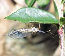 10 Insekten mit der Legeröhre in Spalten der Baumrinde oder in den Boden.