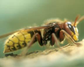 10 Insekten ERSCHEINUNGSBILD meter betragen kann. Neben der schwarzgelben Zeichnung hat die Hornisse in ihrem Farbmuster auch rötlich-braune Streifen.