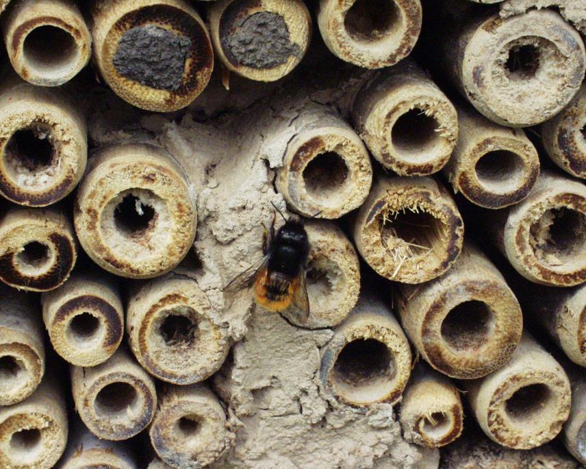 Hauptflugzeit März bis Mitte Mai Gehörnte Mauerbiene-