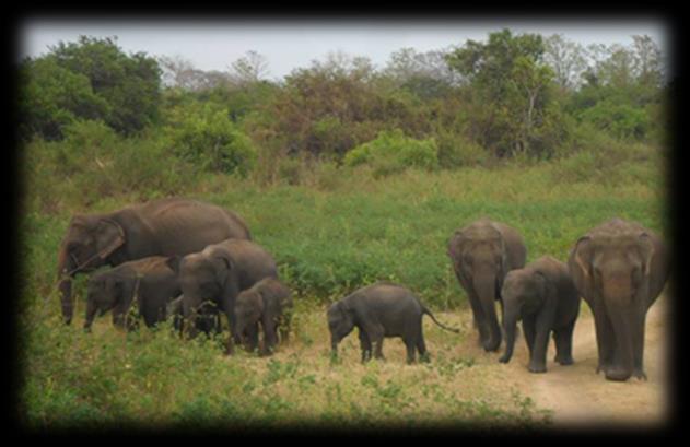 Udawalawe ist ebenfalls bekannt für sein Elefanten-Waisenhaus, das 1995 gegründet wurde um verwaiste Elefanten auf ihre Rückkehr in die Wildnis