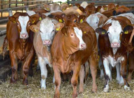 RINDUNDWIR September 2016 Richtige Strategie führt zu hohen Schlachterlösen Rindermäster tre en sich Am 30.06.