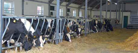 Wir haben bei Frank Wienecke, Außendienstmitarbeiter für die Rindervermarktung in der westlichen Altmark, nachgefragt. Wie bewerten Sie die aktuelle Lage in der Vermarktung von Zuchtvieh?