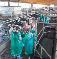 Besamung Agrargesellschaft Klein Luckow: Herdenmanager Olaf Müller präsentiert eine klasse Herde Praktische Übungen mit Ultraschall am Tier Kursraum in Woldegk - ideale Bedingungen wir haben