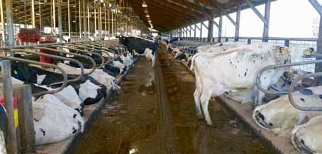 RINDUNDWIR September 2016 RinderAllianz holt sich erneut Input aus den Large Dairy Herd Management Conference und CRI-Kurs für Milchpro s Vom 1. bis 4.
