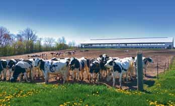 Ähnlich handhaben es auch andere große Betriebe, wie Darlington Ridge Farms (3.100 Kühe) oder Dallman Dairy (2.000 Kühe).