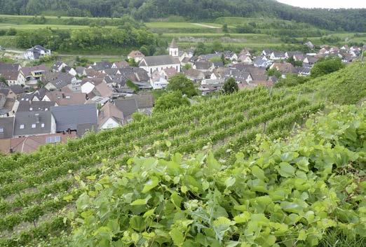 Weinbau am Kaiserstuhl Angabe Enthält Sulfite bzw. Enthält Schwefeldioxid und die Kennzeichnung weiterer allergener Inhaltsstoffe auf der Basis von Ei- und Milchprodukten.