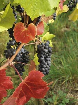 Seit dem 1. August 2009 lässt das EU-Recht einen Toleranzwert von 1 Gramm/Liter bei der Verwendung der vorgenannten Geschmacksangaben bei Wein zu.
