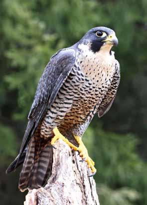 Weißt Du, warum dieser Vogel auch der König der Nacht genannt wird?