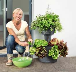 Kochen Sie ab sofort die leckersten Rezepte mit aromatischen Kräutern aus diesem neuen Pflanzgefäß frisch