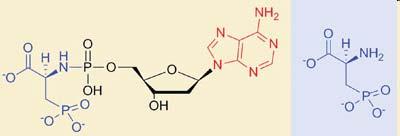Nicht-nucleosidische Hemmstoffe Pyrophosphatanalog: Foscarnet bindet an die Pyrophosphatbindestelle der viralen DNA Polymerase
